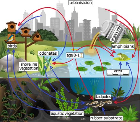 Pond Ecosystem Diagram