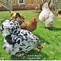 Image result for Bunny and Chicken Habitat