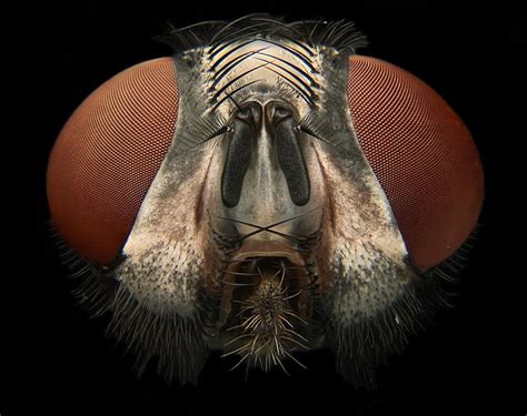 Microscopic Insects 的图像结果