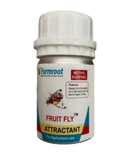 Mango Fruit Flies: Identification, Life Cycle, and Management – Khethari