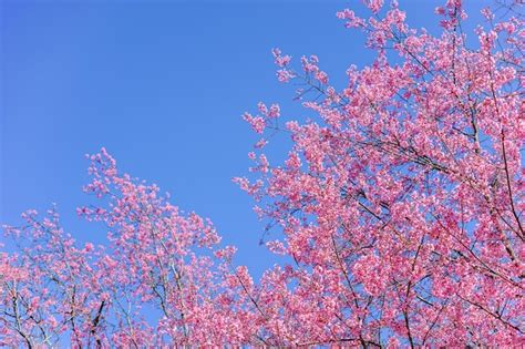 Spring Tree 的图像结果