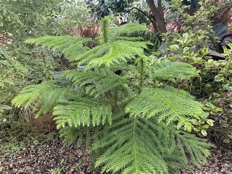 Norfolk Island Pine: Your Complete Plant Care Guide