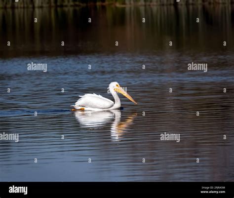 American white pelican swimming in san joaquin marsh wildlife sanctuary ...