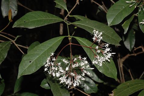 Herbarium JCB