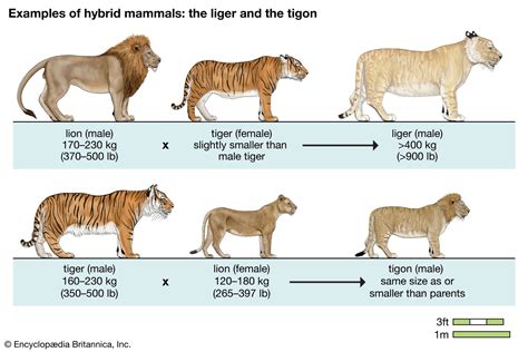 Liger Vs Tigon Comparison: 9 Key Differences - Oxford Pets