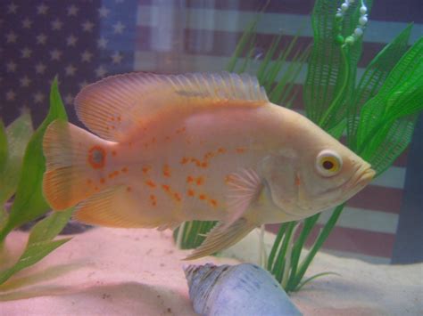 Fish Index: Albino Tiger Oscar (Astronotus ocellatus)