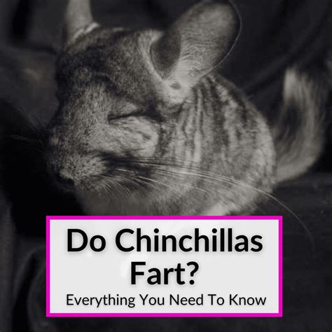 Chinchilla Reproduction (Mating Behavior & All Vital Info)