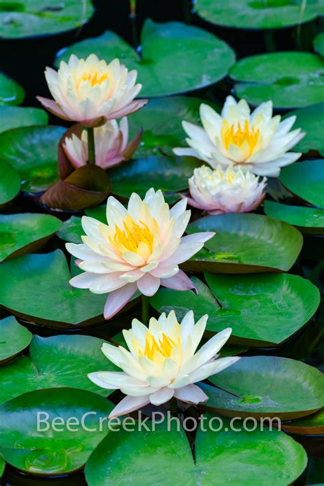 What Are Lily Pad Flowers Called at Gemma Nock blog