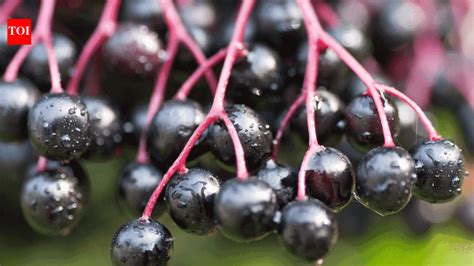 Elderberry for Cold & Flu: This fruit can cure cold and flu in 48 hours ...
