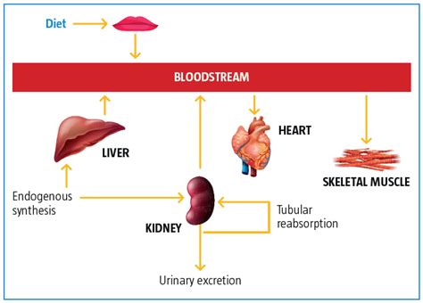 The Role of L-Carnitine in Kidney Disease and Related Metabolic Dysfunctions