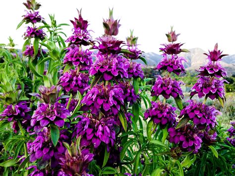 Organic Lemon Bee Balm Flower | Bee balm flower, Flowers perennials ...