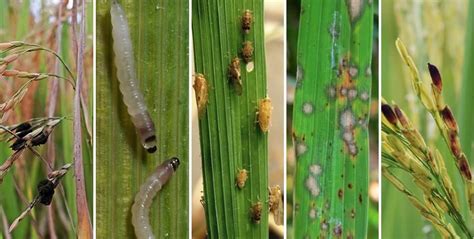 Increase rice quality and yield potential. | Syngenta