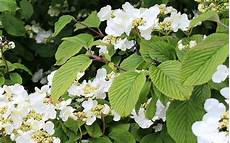 Climbing Plant Shade by Shade Garden The Best Climbing Plants For Shady Garden Climbing Plant Shade