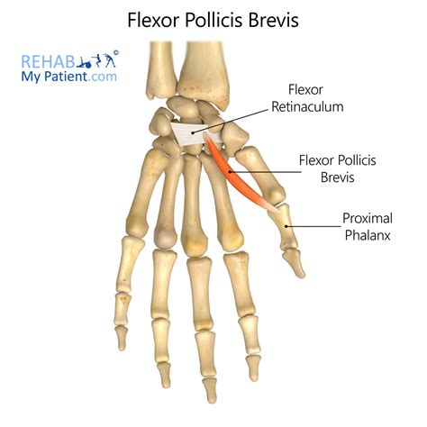 Flexor Pollicis Brevis | Rehab My Patient