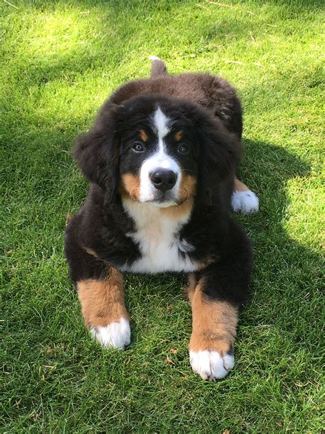 Bernese mountain dog puppies for sale – Artofit