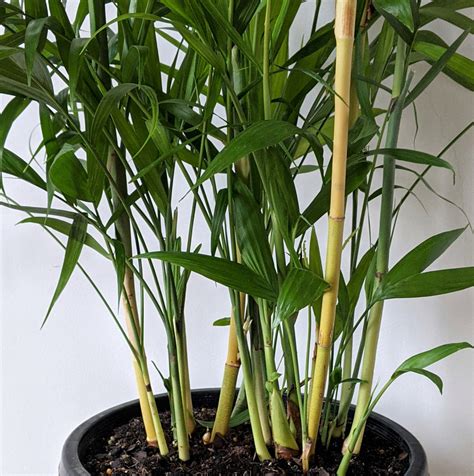 Chamaedorea Seifritzii (Bamboo Palm) - 30cm pot | Plantsmith Indoor ...