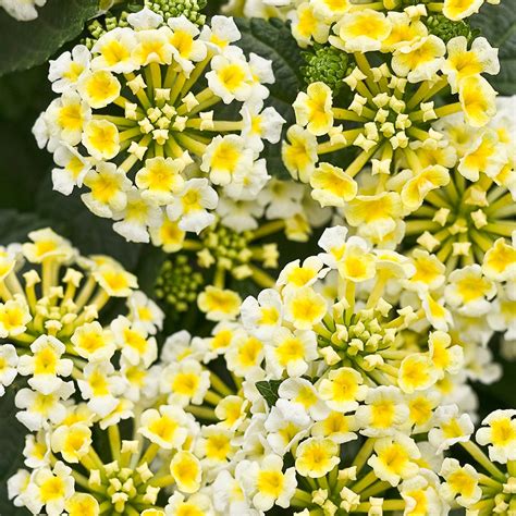 Lantana Plants for Sale | FastGrowingTrees.com