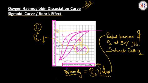 Transport of Gases in Human Body during Respiration