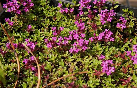 Where Can I Buy Creeping Thyme Plants | Storables