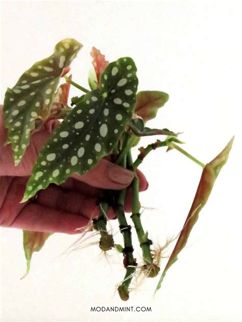 How to Propagate Angel Wing Begonia Plants