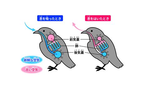 [B!] 鳥の肺のはたらきは、人間とどうちがう？ | 空の動物 | 科学なぜなぜ110番 | 科学 | 学研キッズネット