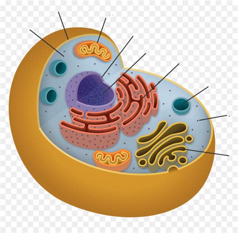 Endoplasmic Reticulum In Animal Cell Png Clipart , - Cells Organelles ...