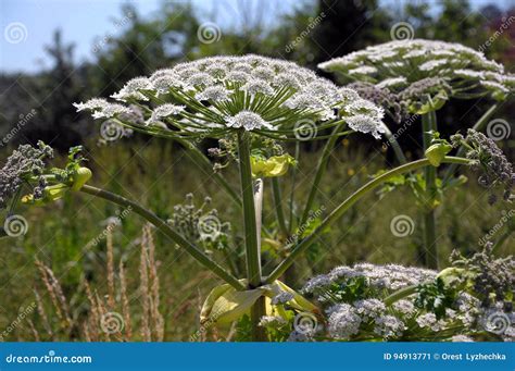 Poisonous Plant Cow Parsnip Sosnowski_3 Stock Image - Image of plant ...