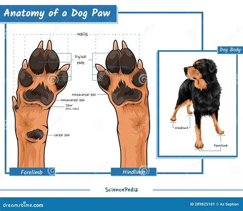 Anatomy of a dog paw stock vector. Illustration of ecology - 289825181