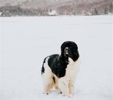 Linwood Veterinary Clinic