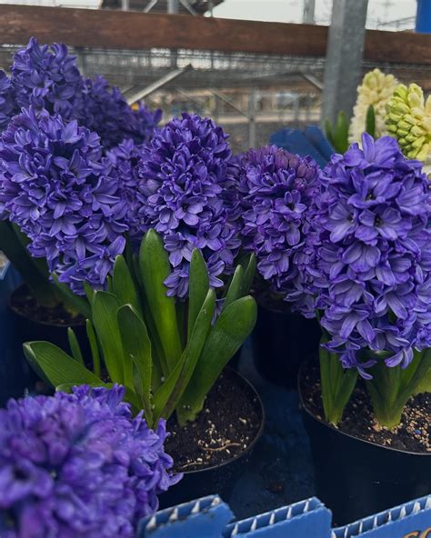 Centre Ridge Garden Center (@centreridge) • Instagram photos and videos