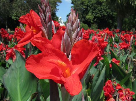 Grow And Care For Canna Lilies In The Garden | Gardening Know How