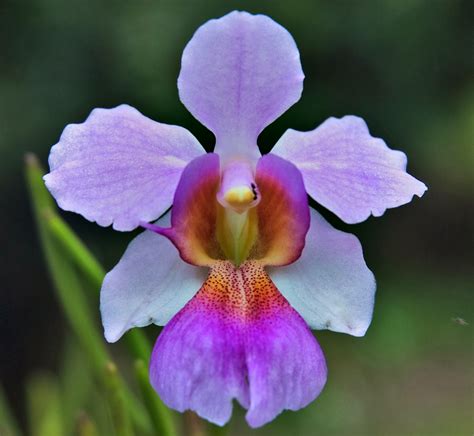 Most Beautiful And Rare Orchids at Kathleen Campion blog
