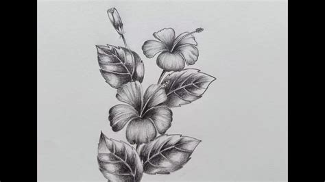 Easy Hibiscus Flower for Beginner || Flower Pencil Shading || Hibiscus ...
