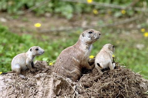 Image result for Domesticated Prairie Dogs