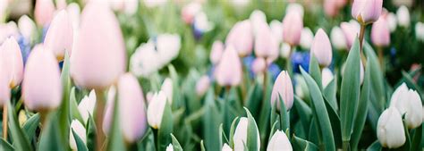 Whispering Pines Funeral Home | Powassan ON funeral home and cremation