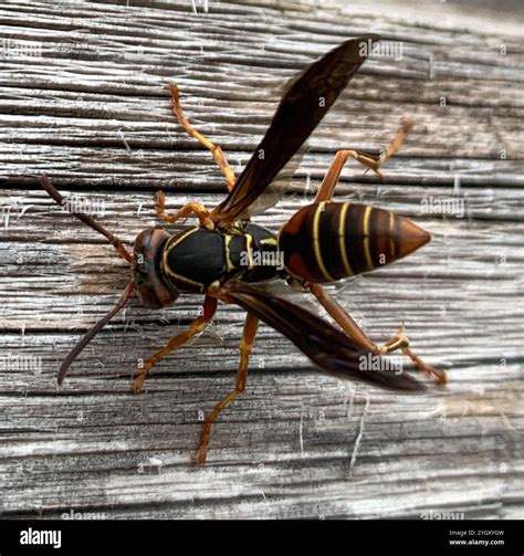 Northern Paper Wasp (Polistes fuscatus Stock Photo - Alamy