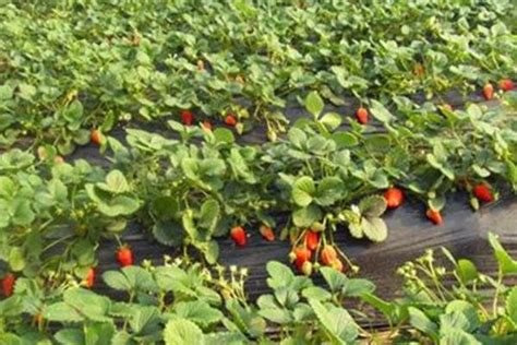 草莓好种植吗？一年四季都能种，4个月左右就成熟_植保技术_191农资人 - 农技社区服务平台