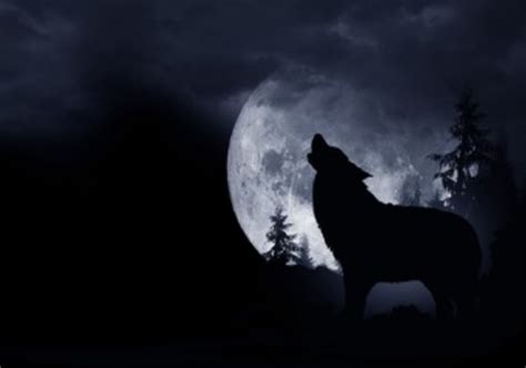 梦见狼是什么意思 梦见狼有什么预兆 - 万年历