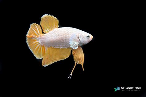 How to Keep and Care for Vallisneria Aquarium Plants – Splashy Fish