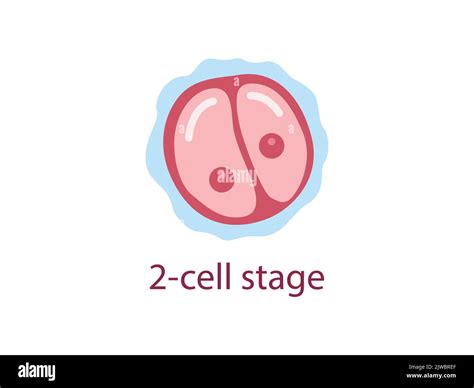 Zygote 2-cell stage. Human embryonic development. Vector medical illustration Stock Vector Image ...