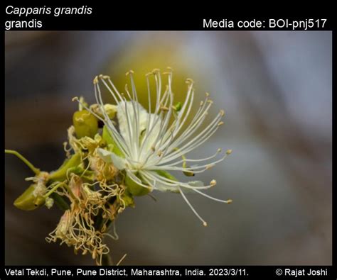 Capparis grandis | Butterfly