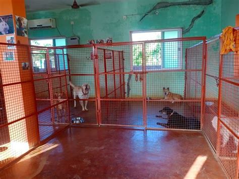 Dog House - Best Dog Boarding - Chennai, Tamil Nadu