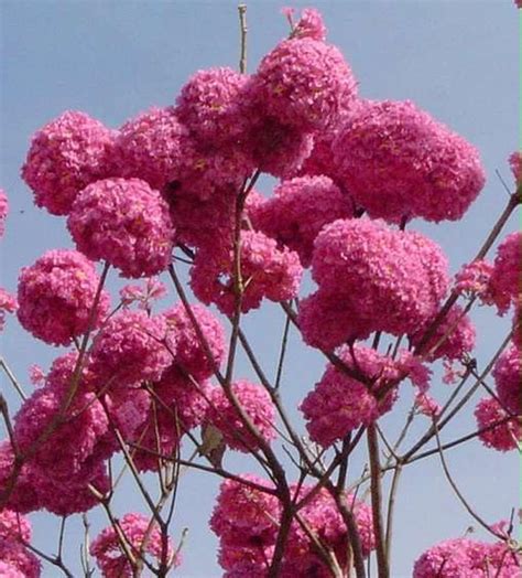 Tabebuia Rosea (Marathi Gulabi) Seeds – Pink Trumpet Tree for Stunning ...