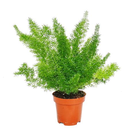 Asparagus Meyeri Foxtail Fern Live Indoor Outdoor Plant With Pot ...