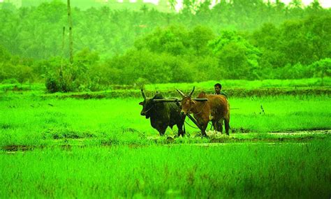 State adopts Centre’s digital system to estimate crop yield