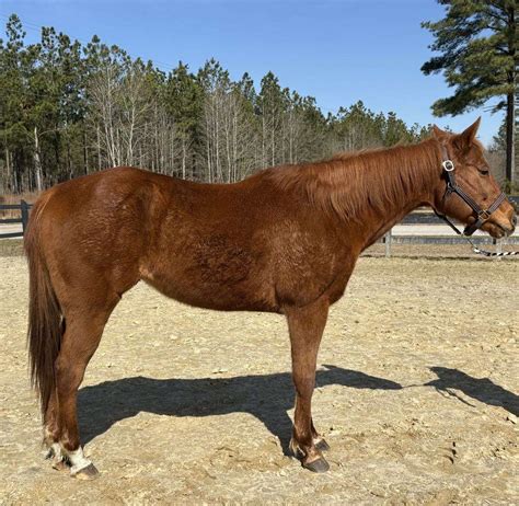 Sorrel QH Gelding