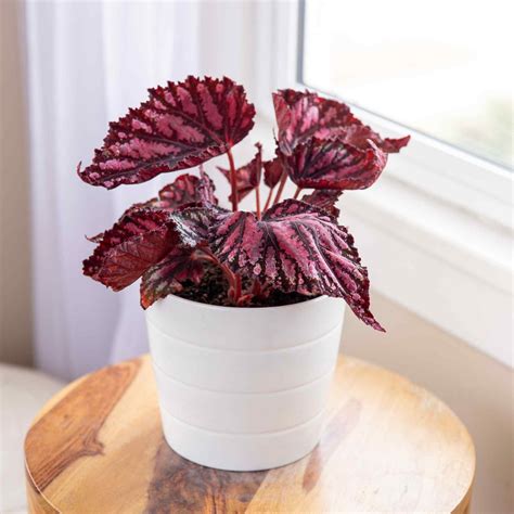 Ever Heard of Non-Green Plants? Here's Some to Blow Your Mind