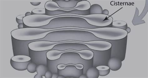 Golgi Apparatus- Definition, Functions, Diagram, and Structure