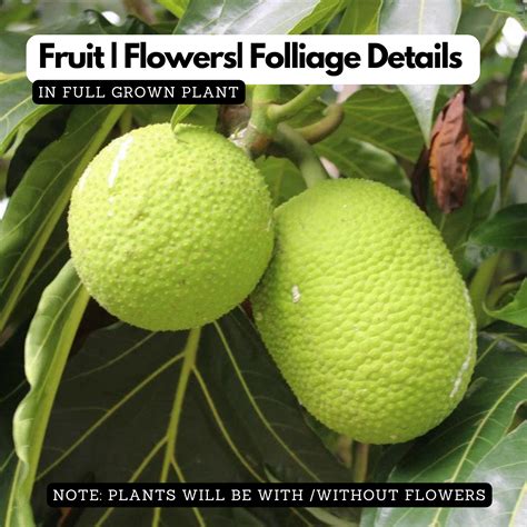Breadfruit / Kadachakka (Grafted/Layered) (Artocarpus Altilis) Fruit L ...