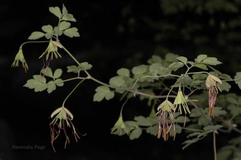 India Flora Online